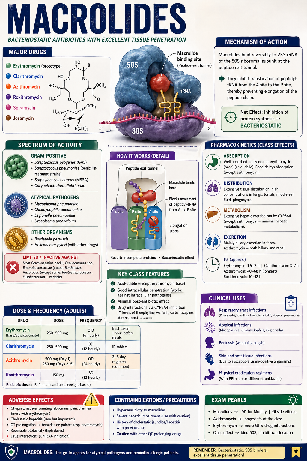 Macrolides