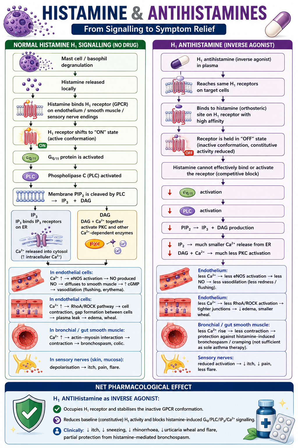Histamine and Antihistamines: From Signalling to Symptom Relief — dual-column flowchart showing normal H1 signalling (mast cell degranulation → Gq/PLC/IP3/DAG/Ca2+ → vascular and sensory effects) vs H1 antihistamine inverse agonist action (receptor held OFF, reduced second messenger production, clinical effects)